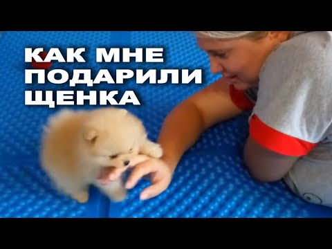 Видео: Покупка шпица, Купили собаку породы шпиц, Наш первый померанский шпиц, Щенок шпица, Немецкий шпиц