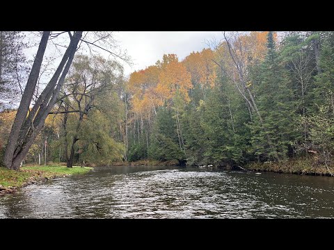Видео: Осенняя ловля форели в Мичигане — речная рыбалка на дикую ручьевую форель