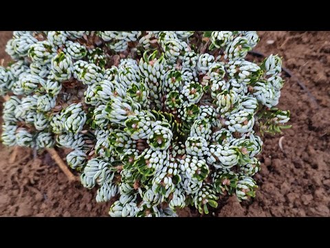 Видео: Пихта корейская Айсбрейкер (Abies koreana Kohout’s Icebreaker)+ обзор сада