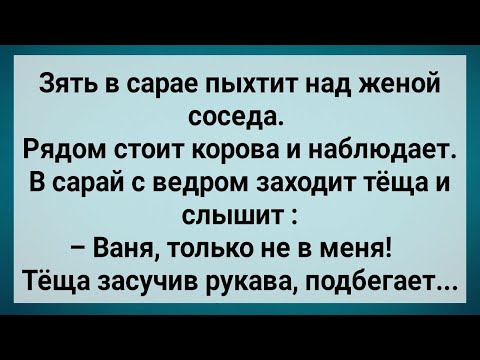 Видео: Как Зять в Сарае Жену Соседа Обесчестил! Сборник Свежих Анекдотов! Юмор!.
