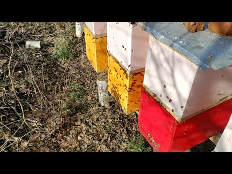 Видео: Пчеловодство. Первый весенний очистительный облет. Начало сезона . Первая главная ревизия пчёл.