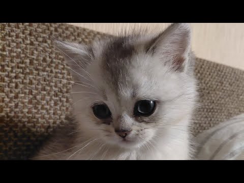 Видео: Котик дома .Мама кошка и котёнок 🐱 