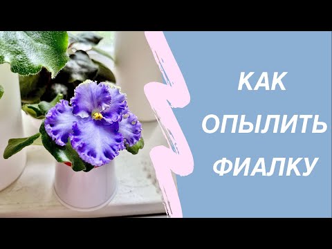 Видео: ОПЫЛЕНИЕ ФИАЛКИ. СЕЛЕКЦИЯ СЕНПОЛИЙ. СЕМЕНА УЗУМБАРСКОЙ ФИАЛКИ.