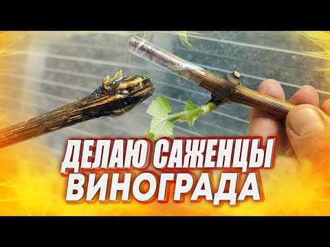 Видео: КАК ВЫРАСТИТЬ САЖЕНЦЫ ВИНОГРАДА ИЗ ЧЕРЕНКА / ВЫРАЩИВАНИЕ САЖЕНЦЕВ ВИНОГРАДА ИЗ ЧЕРЕНКОВ