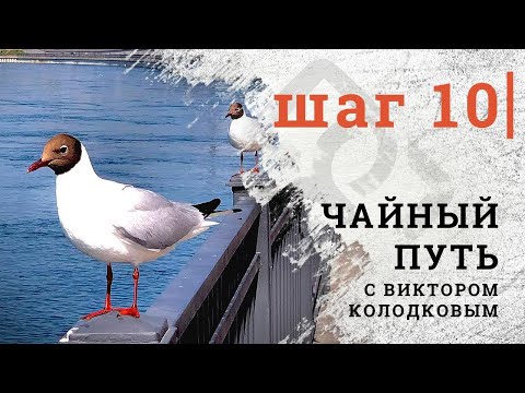 Видео: Чайный путь с Виктором Колодковым  | Шаг 10
