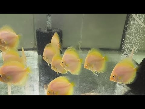 Видео: Январь-Февраль дискус на продажу. Разведение дискусов