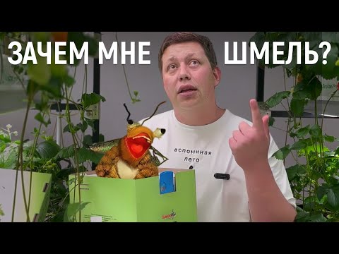 Видео: ЗАЧЕМ НУЖНЫ ШМЕЛИ КЛУБНИКЕ И КАК ЗА НИМИ УХАЖИВАТЬ