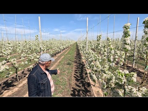 Видео: Груша. Сезон 2024. Ноябрьская Молдавии, Киргизская зимняя