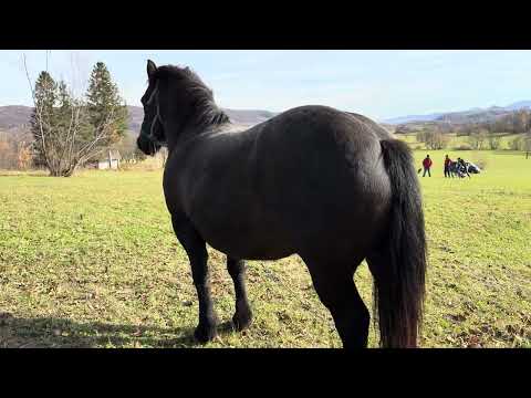 Видео: Гарна кобила 4 р. Змінить власника👍👍номер в описі!!!