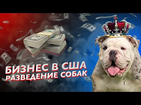 Видео: Бизнес в США с нуля. Разведение собак в Америке. Английские бульдоги.