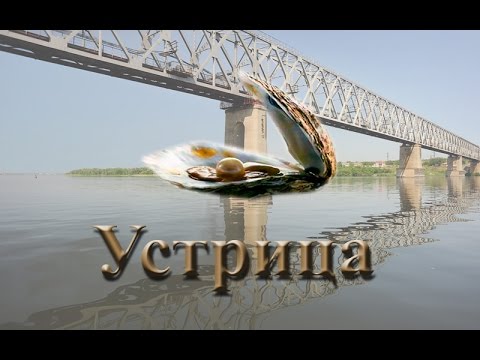 Видео: Русская Рыбалка 3.99 Устрица
