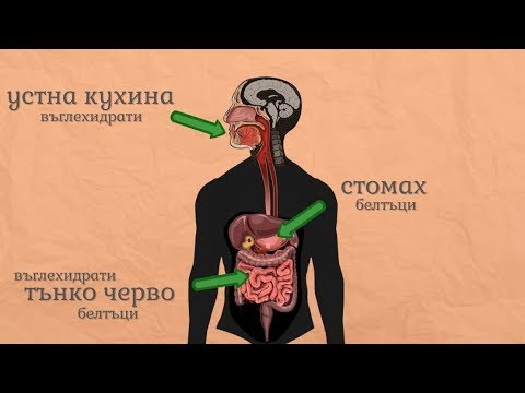 Видео: Устройство и функции на храносмилателната система - Човекът и природата 5 клас | academico
