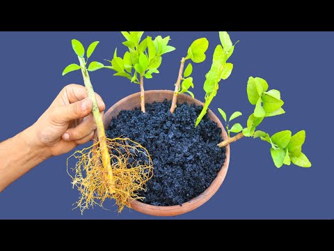 Видео: Новейшая технология укоренения любой ветки без почвы