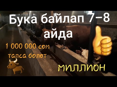 Видео: 🐂Бука багуу сырлары |Пайдалуу бизнес| ийне жибине чейин көргөздүк |ОТКОРМ БЫКОВ