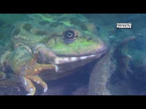 Видео: ВЫ ЭТОГО НЕ ВИДЕЛИ! КАК ЗИМУЮТ ЛЯГУШКИ.О чём молчат рыбы 75