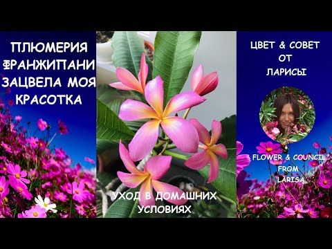 Видео: ПЛЮМЕРИЯ ИЛИ ФРАНЖИПАНИ ЗАЦВЕЛА | Уход за плюмерией дома