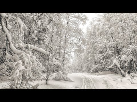 Видео: ВЕРА ИЛИ ЧУВСТВА / МОЛИТВА В СНЕЖНОМ ЛЕСУ 🙏🔥