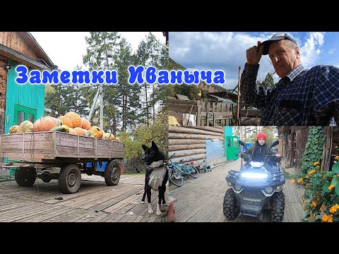 Видео: Сибирские арбузы - убираем урожай