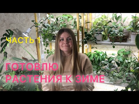 Видео: ГОТОВЛЮ РАСТЕНИЯ К ЗИМЕ #комнатныерастения 