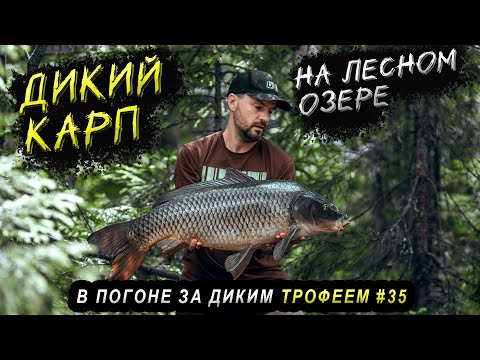 Видео: Ловля дикого карпа на лесном озере. В погоне за диким трофеем #35