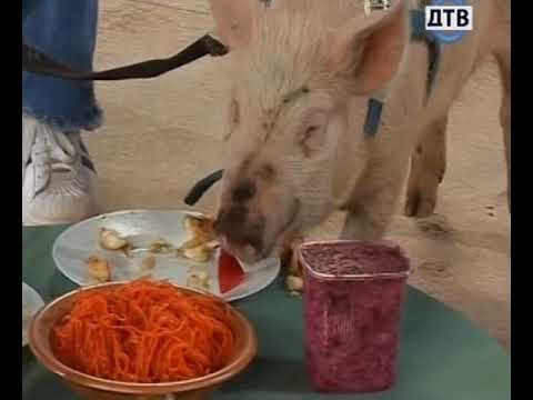 Видео: Разрушители пословиц. Выпуск 15.