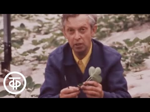 Видео: Наш сад. Ещё о садовой землянике (1985)