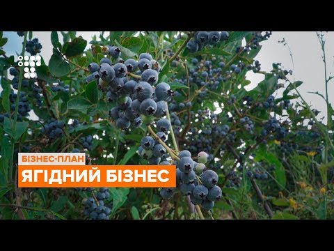 Видео: Ягідний бізнес: як підвищити показники врожайності та вирощувати ягоди найвищого ґатунку?