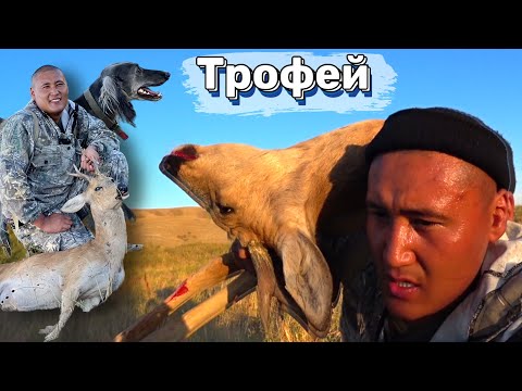 Видео: ЕЛІКТІҢ ТЕКЕСІНЕ ТАЗЫМЕН АҢШЫЛЫҚ 2023. Охота на косулю.