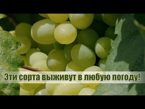 Видео: Коты СПАСАЮТ урожай винограда! / Какие сорта подойдут для Беларуси? / Секрет виноградарей со стажем