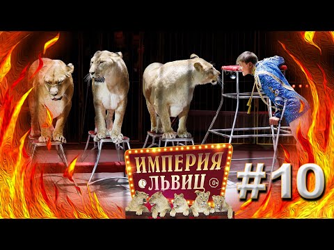 Видео: 🎪🐅 "Империя львиц". Виталий Смолянец