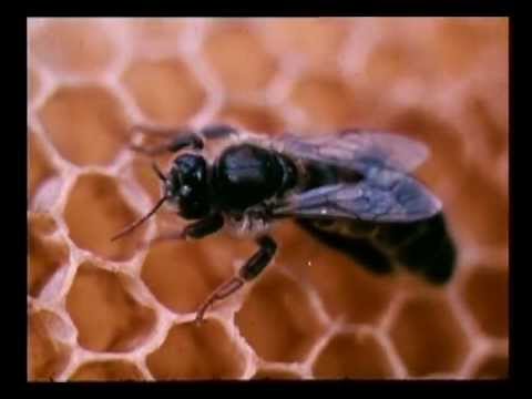Видео: Чтобы пчел стало больше. УК ВГИК 1982 год.