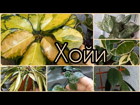 Видео: Хойи🌱Обзор коллекции🌸Огромная Пубикалис🌱Непокорная Триколор🌱Кентиана🌸Калимантан🌱Австралис Лиза и др