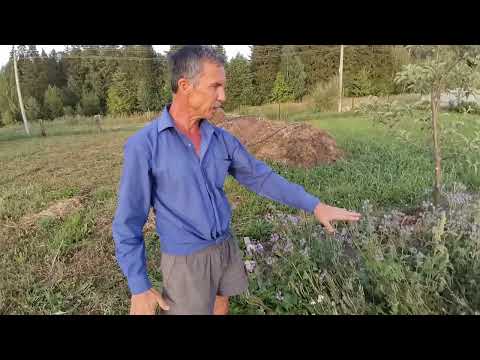 Видео: Фацелия задушит сорняк