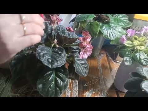 Видео: Фиалки:подготавливаю грунт для фитильного полива.