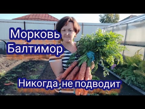 Видео: Огород в сентябре. Убираю морковь. Балтимор снова не подвёл!