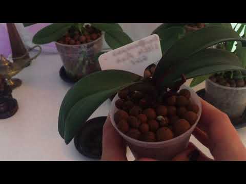 Видео: ОРХИДЕИ В КЕРАМЗИТЕ!!!НЕМНОГО О ПЛЮСАХ И МИНУСАХ.ЭКСПЕРИМЕНТ  ПРОДОЛЖАЕТСЯ.