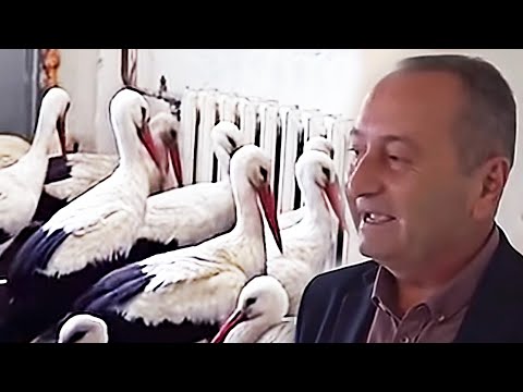 Видео: Снег в Болгарии заставил аистов искать спасения у людей