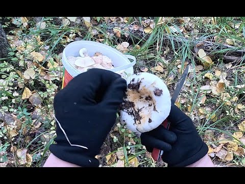 Видео: ГРУЗДИ ОХОТА, НА НИХ ОХОТА.