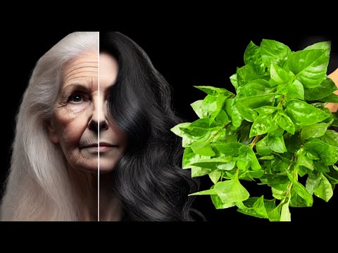 Видео: Моя бабушка в 67 выглядит как 35! 🌱Седые волосы становятся черными.