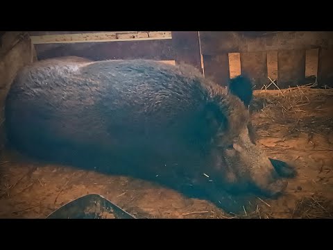 Видео: ПОДРУГА ДЛЯ АЛЕКСАНДРА СВИНОВИЧА/ В ГОСТЯХ В БОЛЬШОМ ХОЗЯЙСТВЕ /