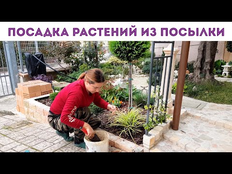 Видео: ⭐КУДА ПОСАДИЛА НОВЫЕ 🌺 РАСТЕНИЯ ИЗ ПОСЫЛКИ? I будет в клумбах красота