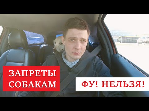 Видео: НЕЛЬЗЯ! ФУ! Что означают запреты собакам? Как не допускать ошибки в воспитании.