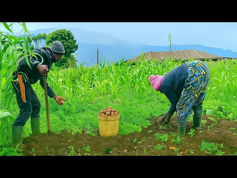 Видео: Африканский деревенский парень в возрасте двадцати лет, живущий вдали от цивилизации в горах Абер...