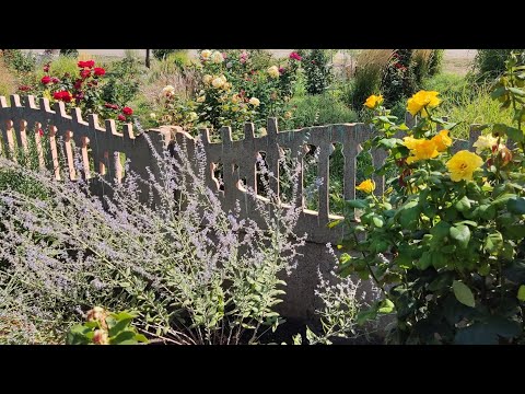 Видео: Перовскія та Каріоптеріс 