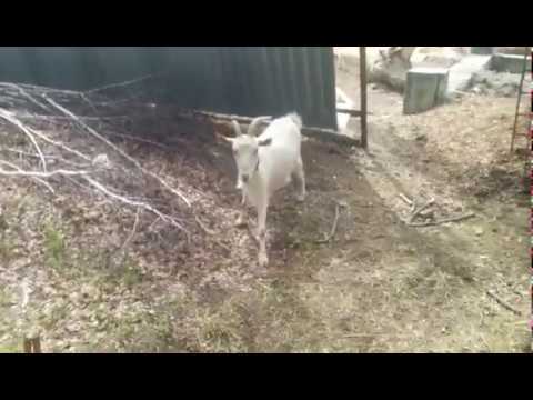 Видео: Коза родила.Чем кормить козу после окота/жизнь в деревне