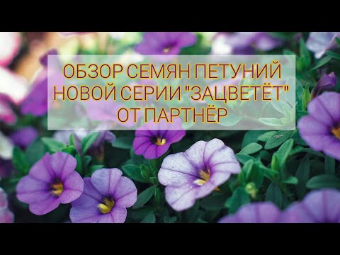 Видео: #Обзор #петуний из семян от агрофирмы #партнёр. Новая серия семян "зацветет" от Патриной Марины.