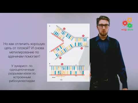 Видео: Поддержание и копирование генома. Мутации и репарация ДНК