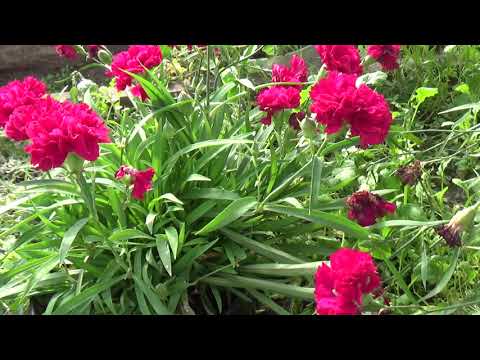 Видео: Гвоздика,хранение.