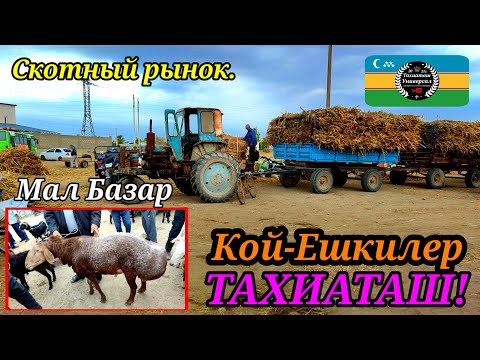 Видео: 12.09.25ж.МАЛ БАЗАР - СКОТНЫЙ РЫНОК - LIVESTOK MARKET #тахиаташ#каракалпакистан#бахалары#цены