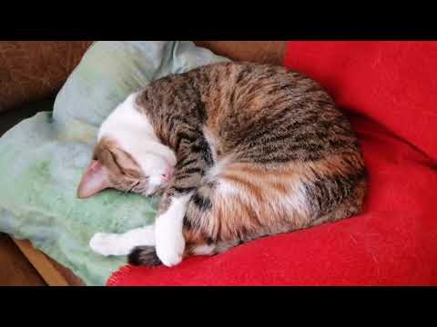 Видео: Как помочь взрослому коту адаптироваться в семье. Из личного опыта